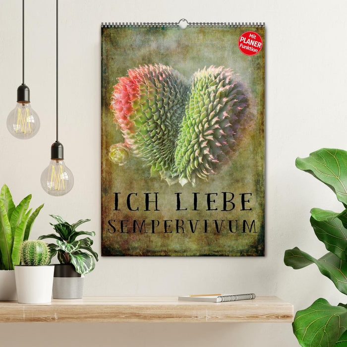 Ich liebe Sempervivum (CALVENDO Wandkalender 2026)