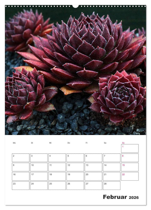 Ich liebe Sempervivum (CALVENDO Wandkalender 2026)