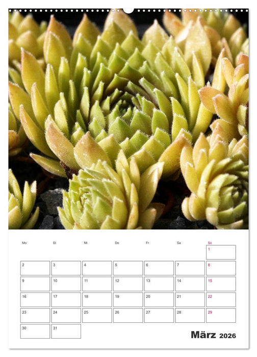 Ich liebe Sempervivum (CALVENDO Wandkalender 2026)