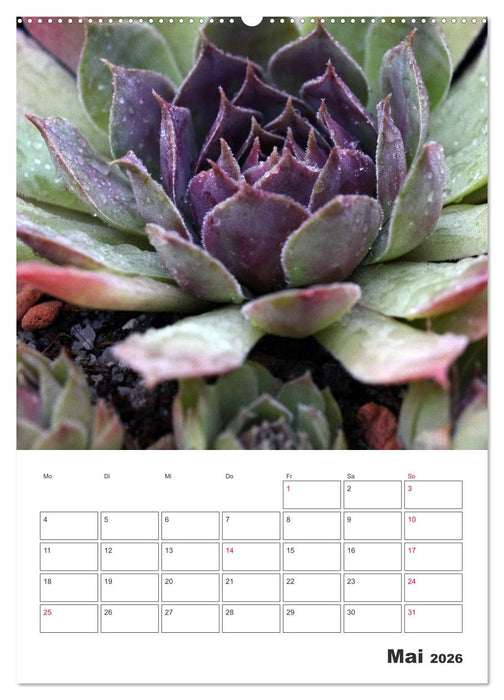 Ich liebe Sempervivum (CALVENDO Wandkalender 2026)
