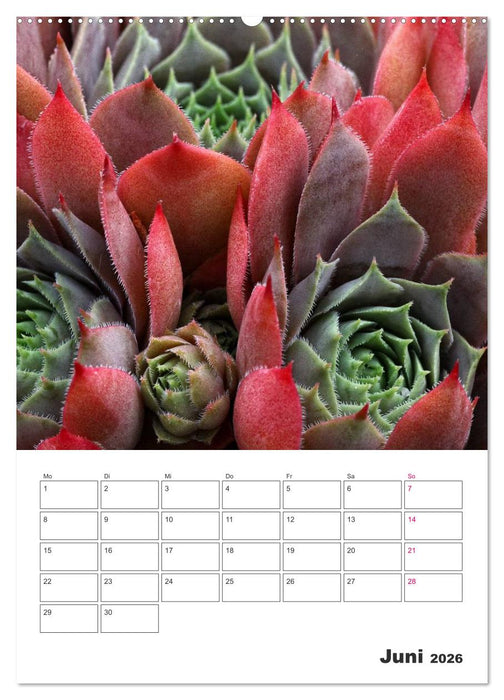 Ich liebe Sempervivum (CALVENDO Wandkalender 2026)