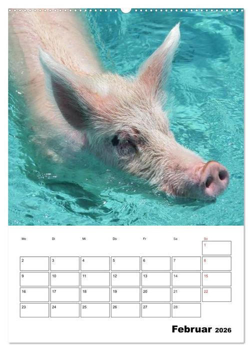 Schweine auf den Bahamas! (CALVENDO Premium Wandkalender 2026)