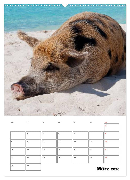 Schweine auf den Bahamas! (CALVENDO Premium Wandkalender 2026)