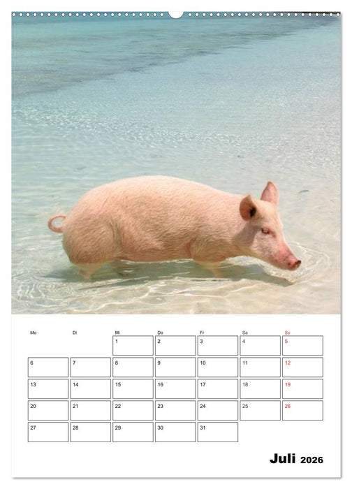 Schweine auf den Bahamas! (CALVENDO Premium Wandkalender 2026)