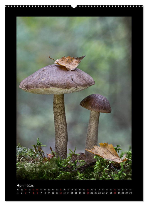 Pilzgalerie - Die geheimnisvolle Welt der heimischen Pilze (CALVENDO Premium Wandkalender 2026)