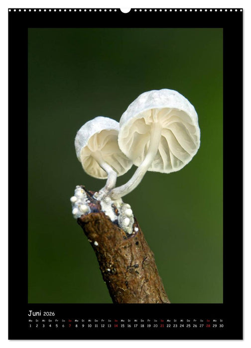 Pilzgalerie - Die geheimnisvolle Welt der heimischen Pilze (CALVENDO Premium Wandkalender 2026)