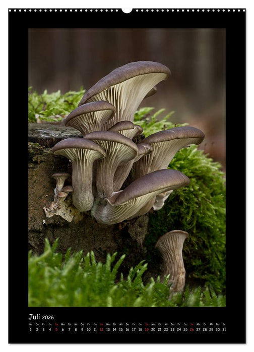 Pilzgalerie - Die geheimnisvolle Welt der heimischen Pilze (CALVENDO Premium Wandkalender 2026)
