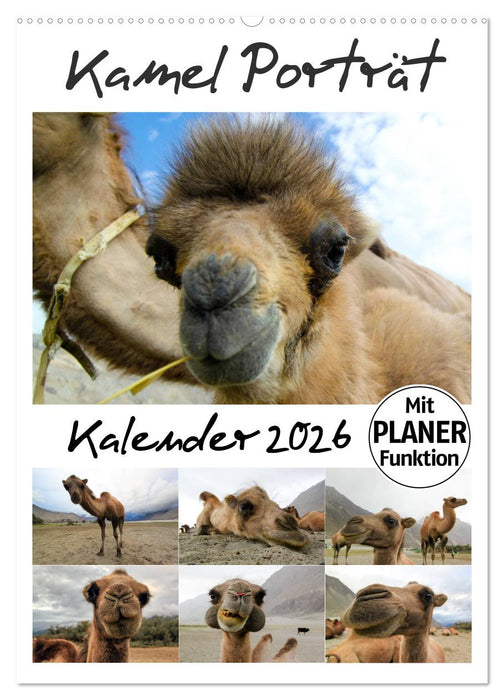 Kamel Porträt (CALVENDO Wandkalender 2026)