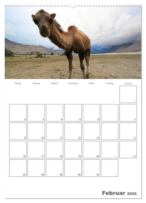Kamel Porträt (CALVENDO Wandkalender 2026)