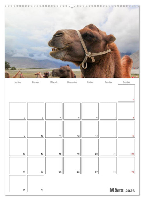 Kamel Porträt (CALVENDO Wandkalender 2026)