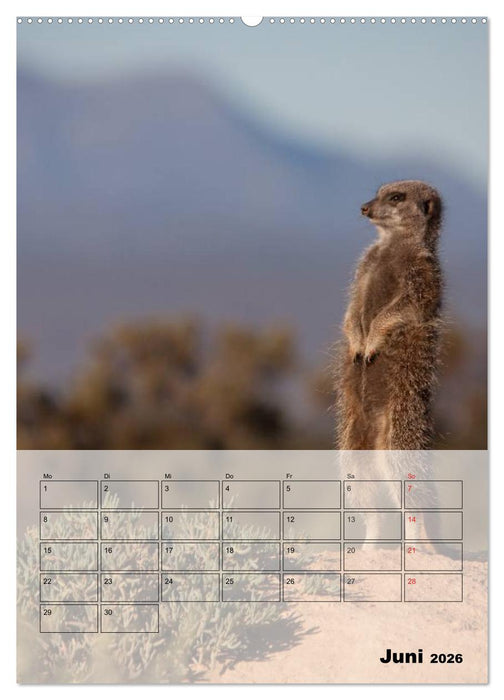 Erdmännchen - Afrikas liebenswerte Zwerge (CALVENDO Premium Wandkalender 2026)
