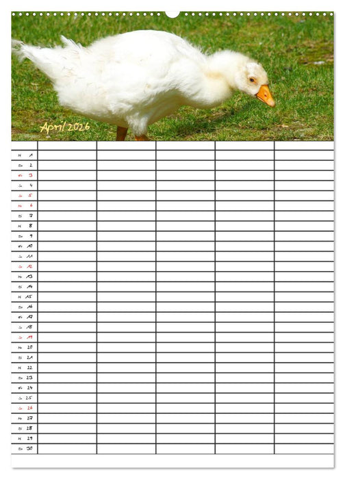 Bauernhoftiere Familienplaner (CALVENDO Premium Wandkalender 2026)