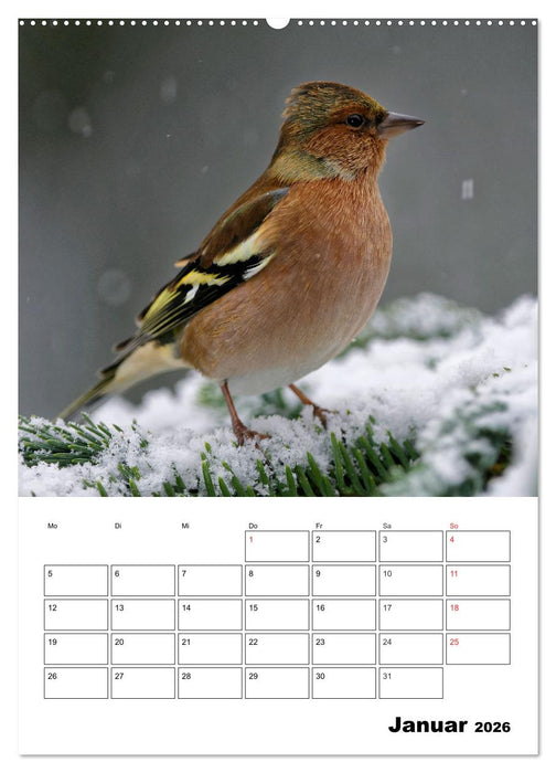 Bezaubernde Vögel im heimischen Garten (CALVENDO Wandkalender 2026)