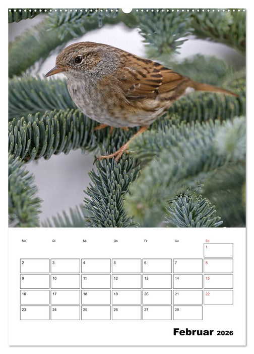 Bezaubernde Vögel im heimischen Garten (CALVENDO Wandkalender 2026)