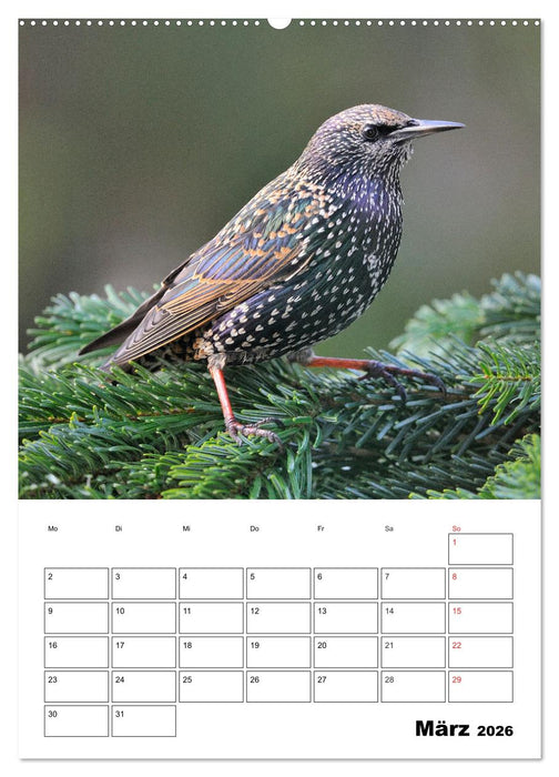 Bezaubernde Vögel im heimischen Garten (CALVENDO Wandkalender 2026)