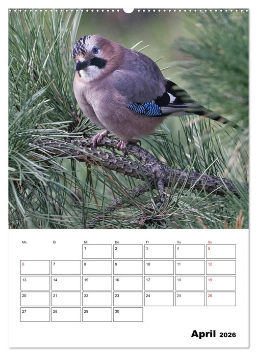 Bezaubernde Vögel im heimischen Garten (CALVENDO Wandkalender 2026)