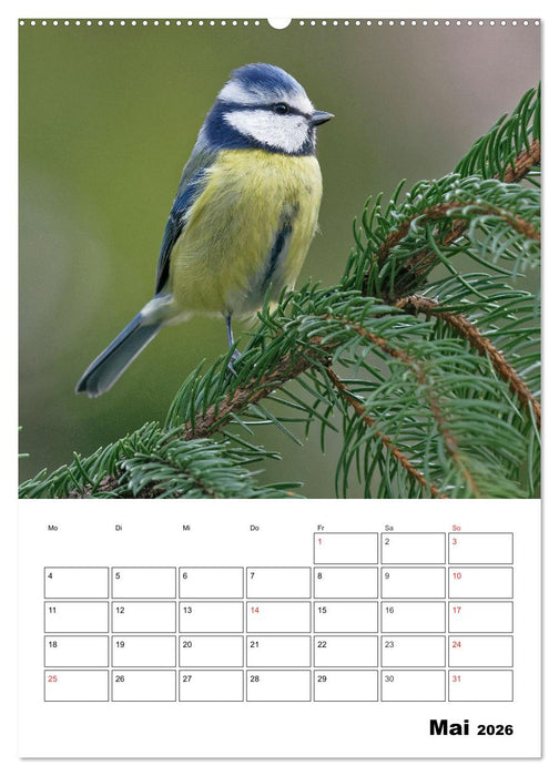Bezaubernde Vögel im heimischen Garten (CALVENDO Wandkalender 2026)