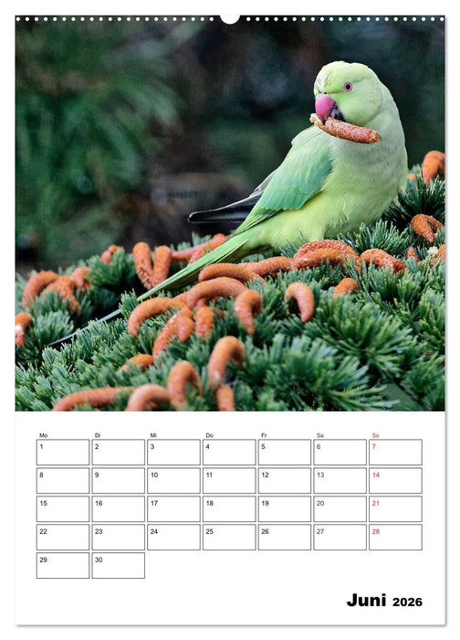 Bezaubernde Vögel im heimischen Garten (CALVENDO Wandkalender 2026)