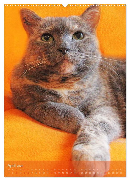 KATZEN AUGEN BLICKE (CALVENDO Wandkalender 2026)