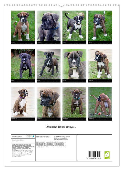 Deutsche Boxer Babys... (CALVENDO Premium Wandkalender 2026)