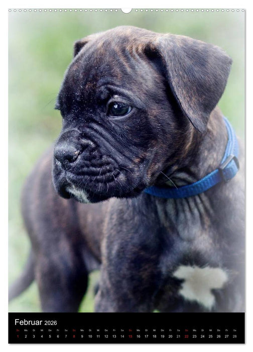 Deutsche Boxer Babys... (CALVENDO Premium Wandkalender 2026)
