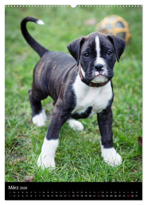 Deutsche Boxer Babys... (CALVENDO Premium Wandkalender 2026)
