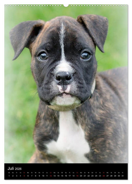 Deutsche Boxer Babys... (CALVENDO Premium Wandkalender 2026)