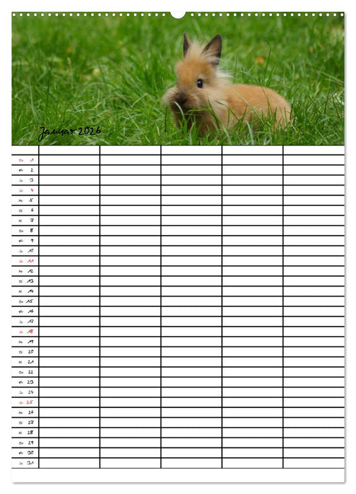 Meerschweinchen und Kaninchen Familienplaner (CALVENDO Premium Wandkalender 2026)
