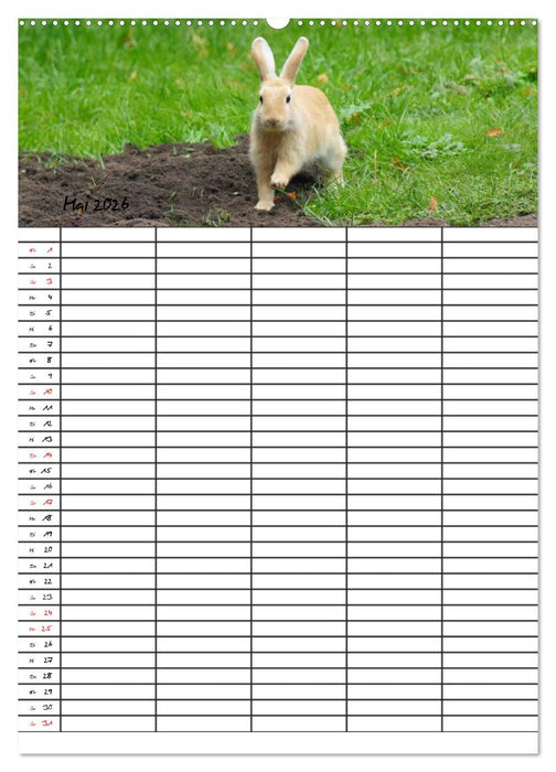 Meerschweinchen und Kaninchen Familienplaner (CALVENDO Premium Wandkalender 2026)