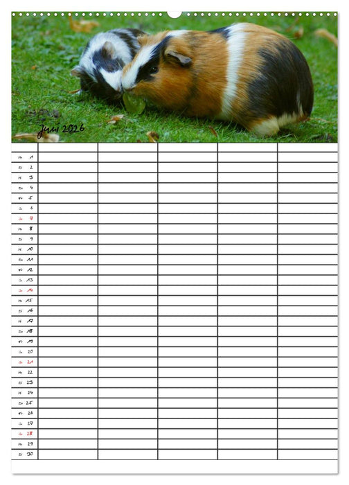Meerschweinchen und Kaninchen Familienplaner (CALVENDO Premium Wandkalender 2026)
