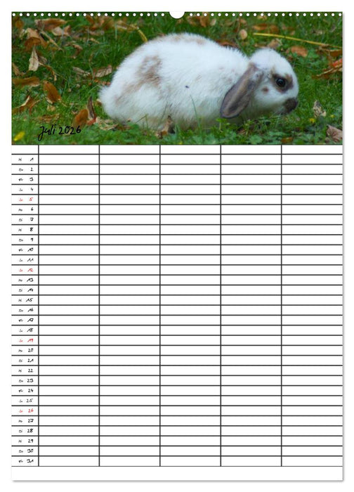 Meerschweinchen und Kaninchen Familienplaner (CALVENDO Premium Wandkalender 2026)