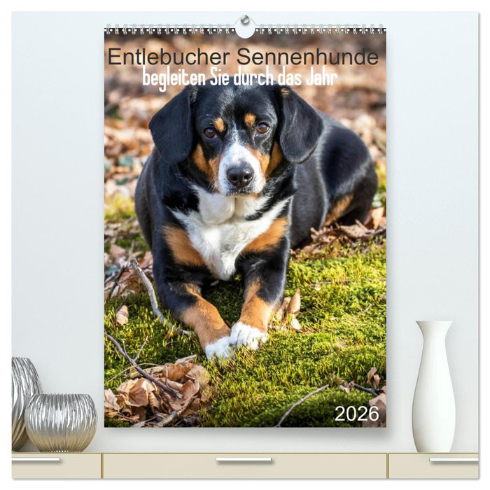 Entlebucher Sennenhunde begleiten Sie durch das Jahr (CALVENDO Premium Wandkalender 2026)