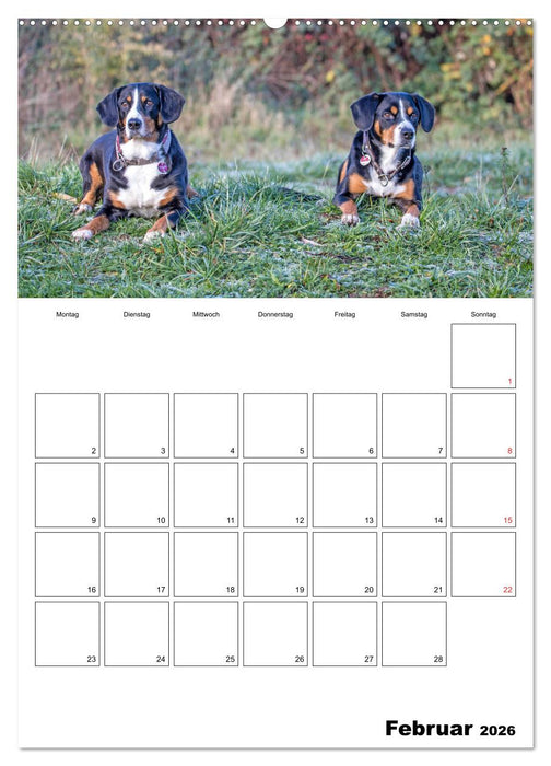 Entlebucher Sennenhunde begleiten Sie durch das Jahr (CALVENDO Premium Wandkalender 2026)