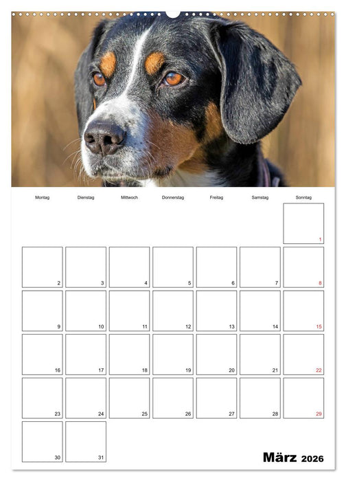 Entlebucher Sennenhunde begleiten Sie durch das Jahr (CALVENDO Premium Wandkalender 2026)