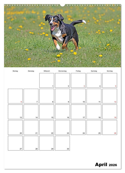 Entlebucher Sennenhunde begleiten Sie durch das Jahr (CALVENDO Premium Wandkalender 2026)