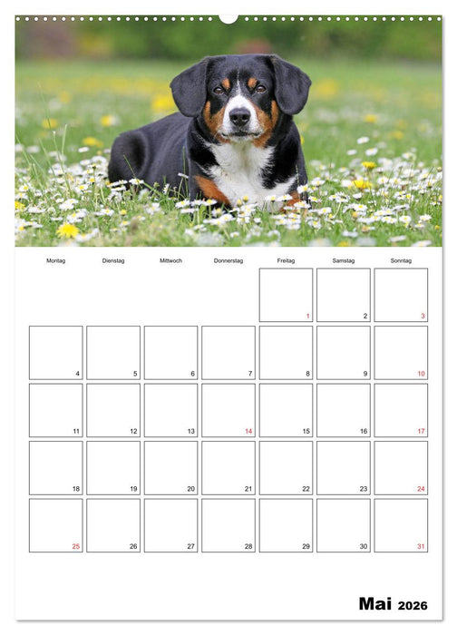 Entlebucher Sennenhunde begleiten Sie durch das Jahr (CALVENDO Premium Wandkalender 2026)