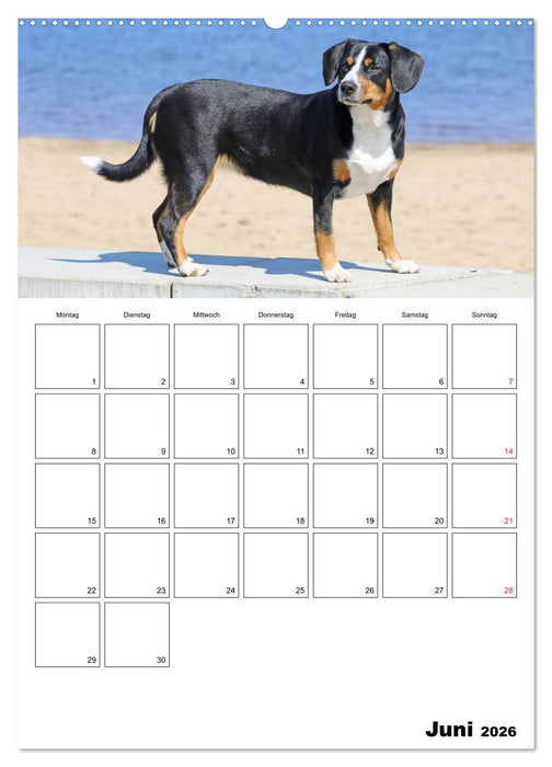Entlebucher Sennenhunde begleiten Sie durch das Jahr (CALVENDO Premium Wandkalender 2026)