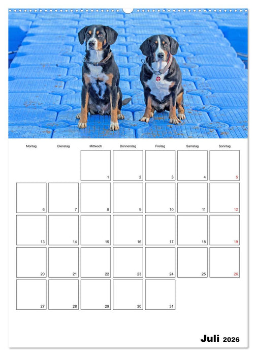 Entlebucher Sennenhunde begleiten Sie durch das Jahr (CALVENDO Premium Wandkalender 2026)
