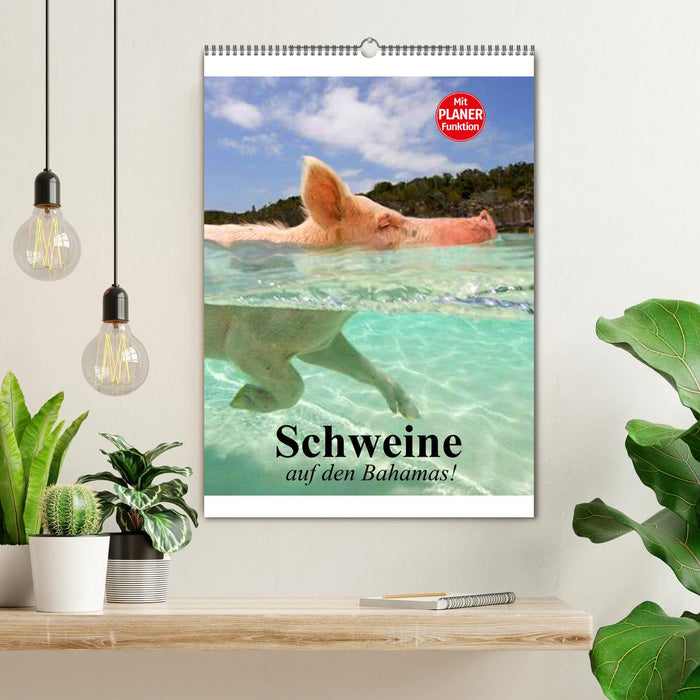 Schweine auf den Bahamas! (CALVENDO Wandkalender 2026)