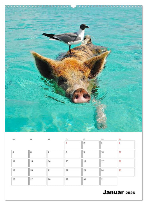 Schweine auf den Bahamas! (CALVENDO Wandkalender 2026)