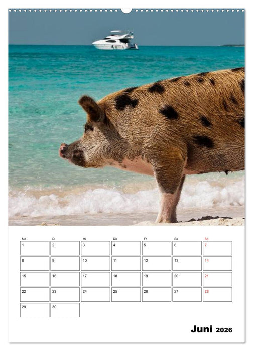 Schweine auf den Bahamas! (CALVENDO Wandkalender 2026)