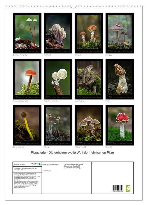 Pilzgalerie - Die geheimnisvolle Welt der heimischen Pilze (CALVENDO Wandkalender 2026)