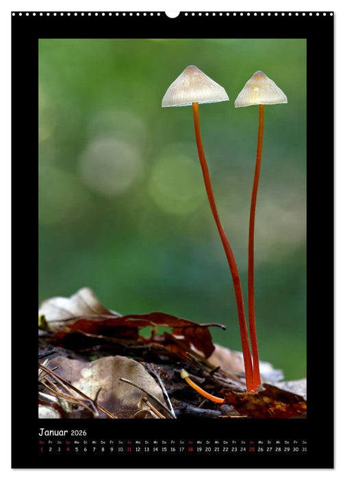 Pilzgalerie - Die geheimnisvolle Welt der heimischen Pilze (CALVENDO Wandkalender 2026)