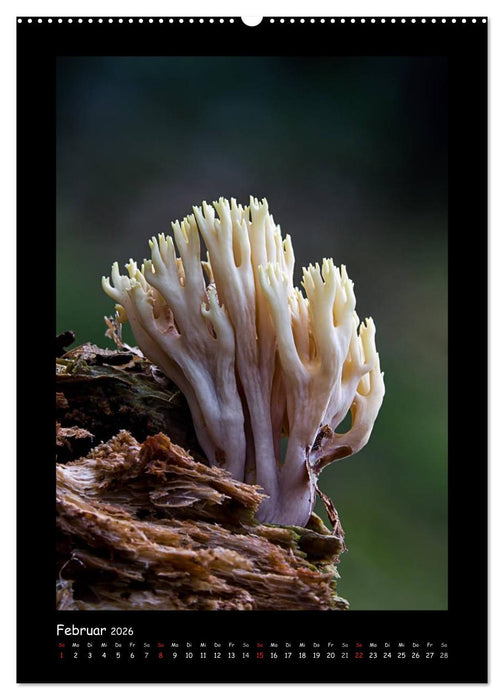Pilzgalerie - Die geheimnisvolle Welt der heimischen Pilze (CALVENDO Wandkalender 2026)