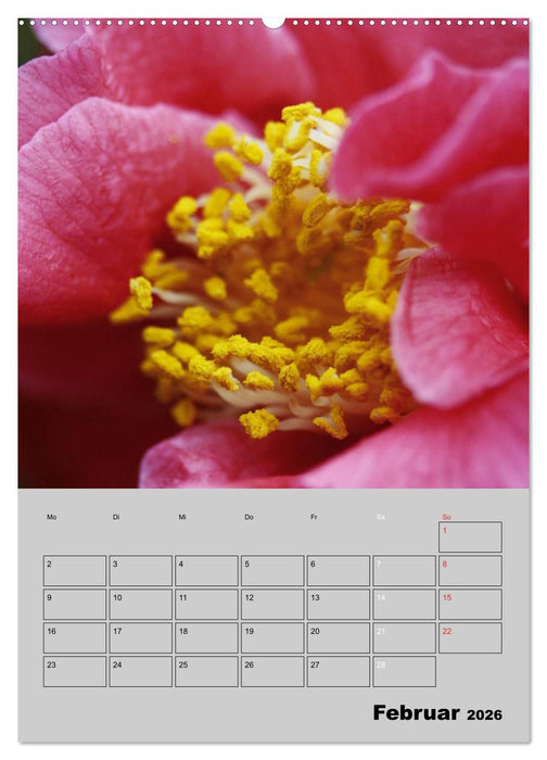 Kamelien Lichtblicke in der dunklen Jahreszeit (CALVENDO Premium Wandkalender 2026)