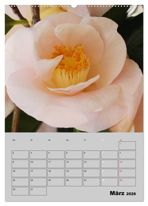 Kamelien Lichtblicke in der dunklen Jahreszeit (CALVENDO Premium Wandkalender 2026)