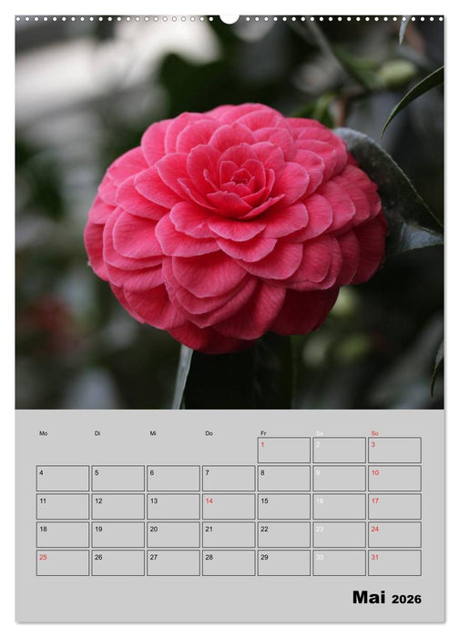 Kamelien Lichtblicke in der dunklen Jahreszeit (CALVENDO Premium Wandkalender 2026)