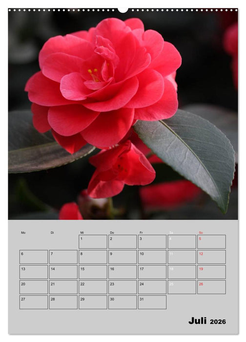Kamelien Lichtblicke in der dunklen Jahreszeit (CALVENDO Premium Wandkalender 2026)