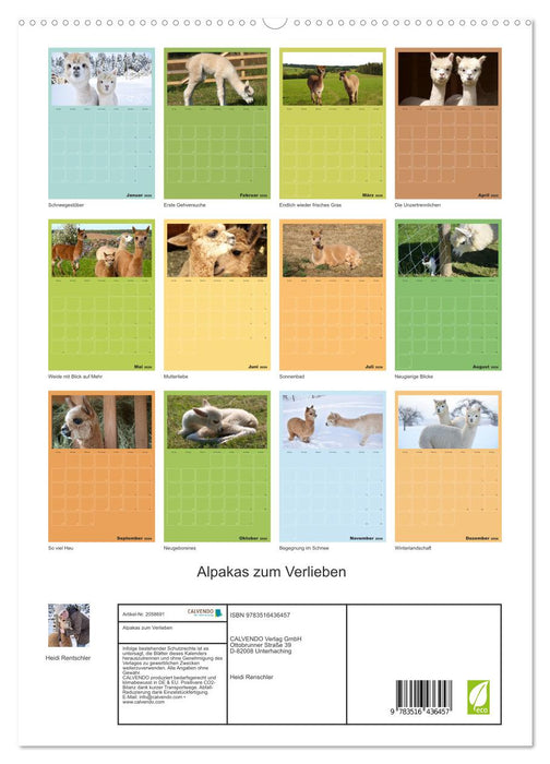 Alpakas zum Verlieben (CALVENDO Premium Wandkalender 2026)
