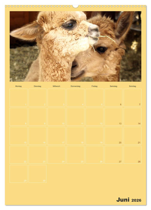 Alpakas zum Verlieben (CALVENDO Premium Wandkalender 2026)